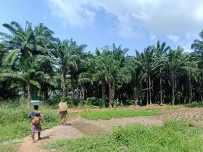 Hydro-agricultural farming in Benin