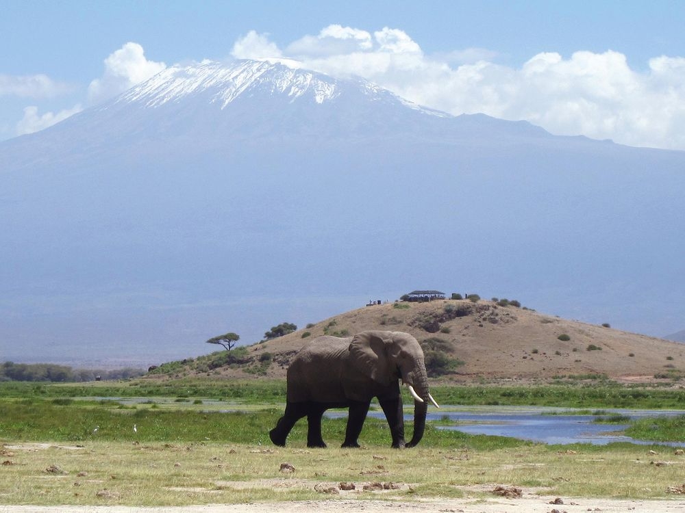 Un éléphant avec en arrière plan le mont Kilimandjaro