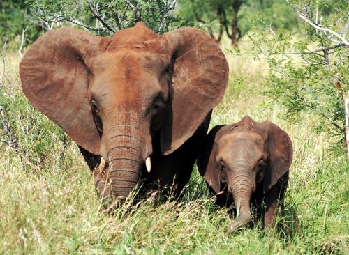 alt-Une éléphante et son petit
