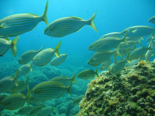 alt-Vue sous-marine d'un banc de poissons colorés