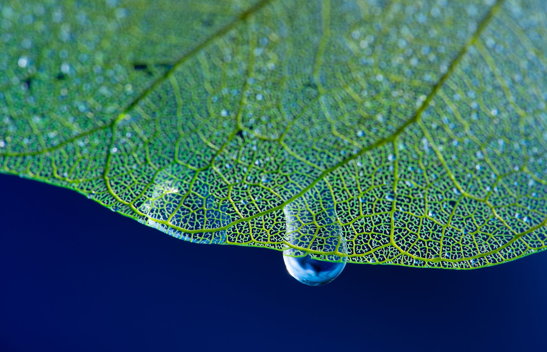 alt-Gouttes d'eau sur une feuille végétale en filigrane