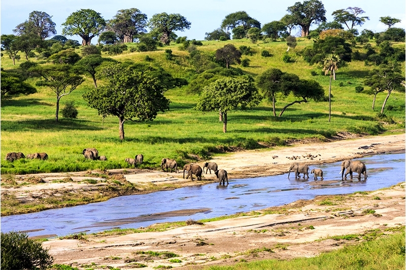 Afrique, rivière Serengeti parc national avec des éléphants, Tanzanie 