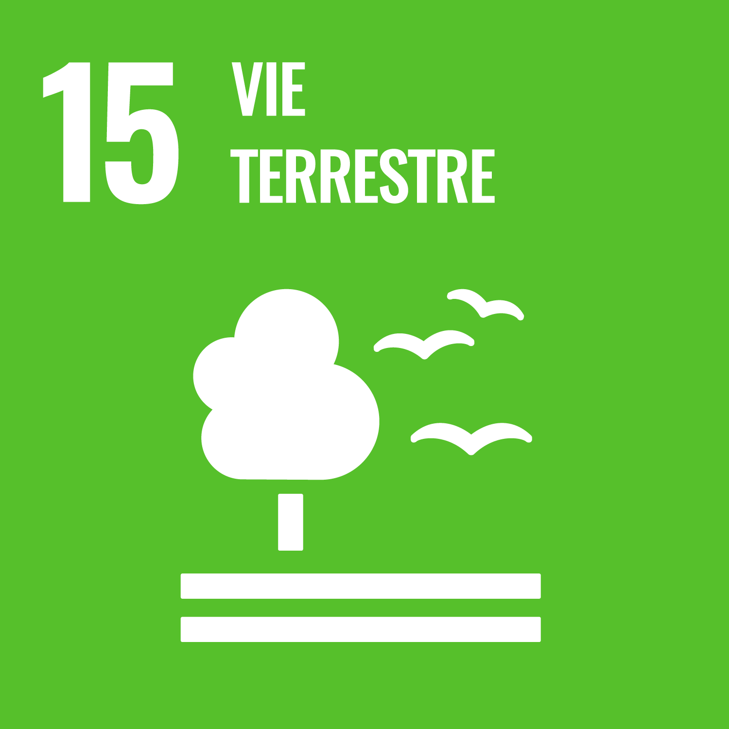 15 - Vie terrestre