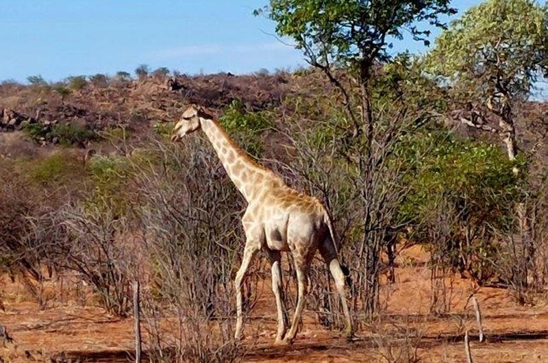 Girafe qui marche en Namibie 