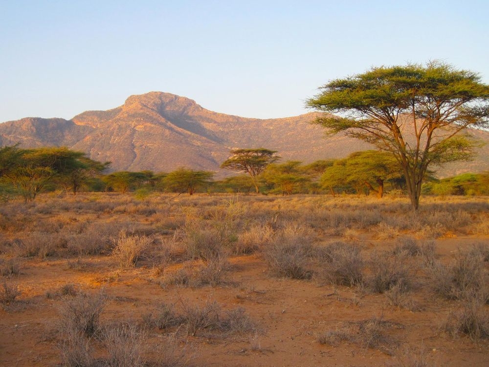 Paysage de savane