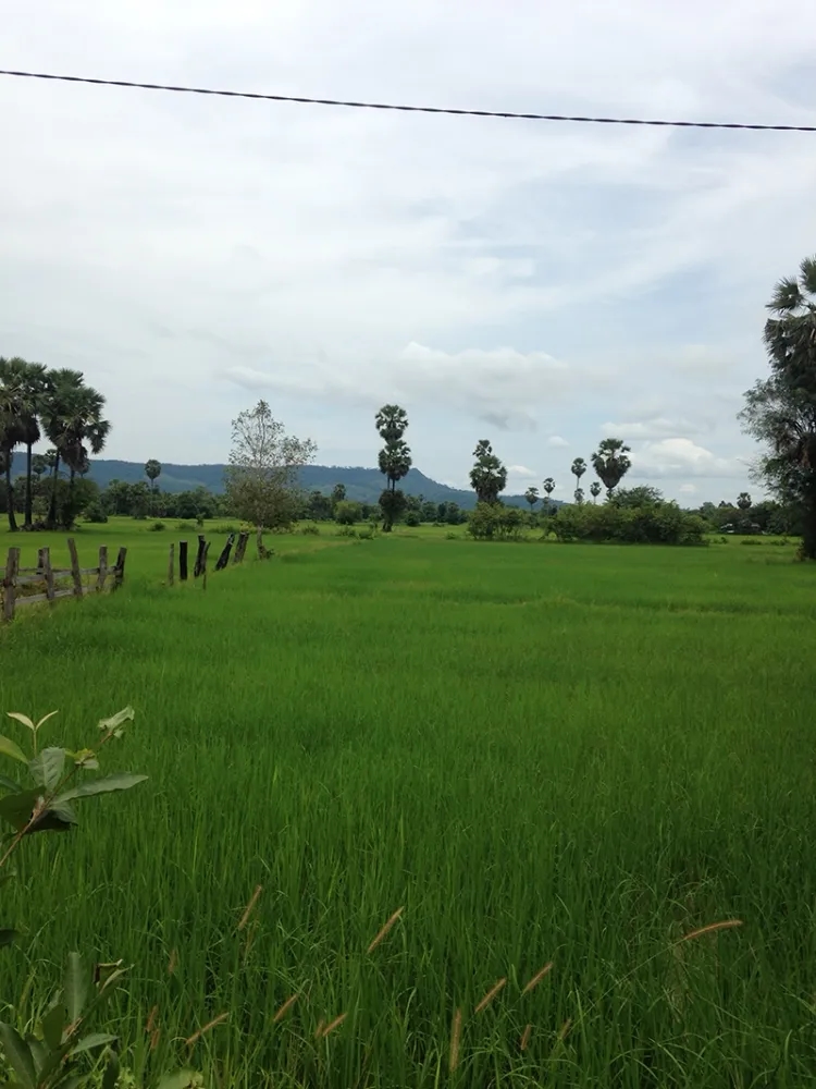 agroécologique rizière 