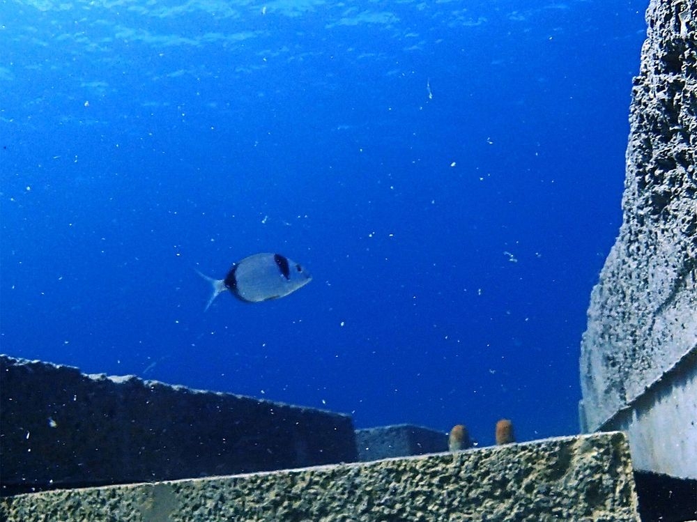 Un poisson passe au dessus d'un coffre de mouillage