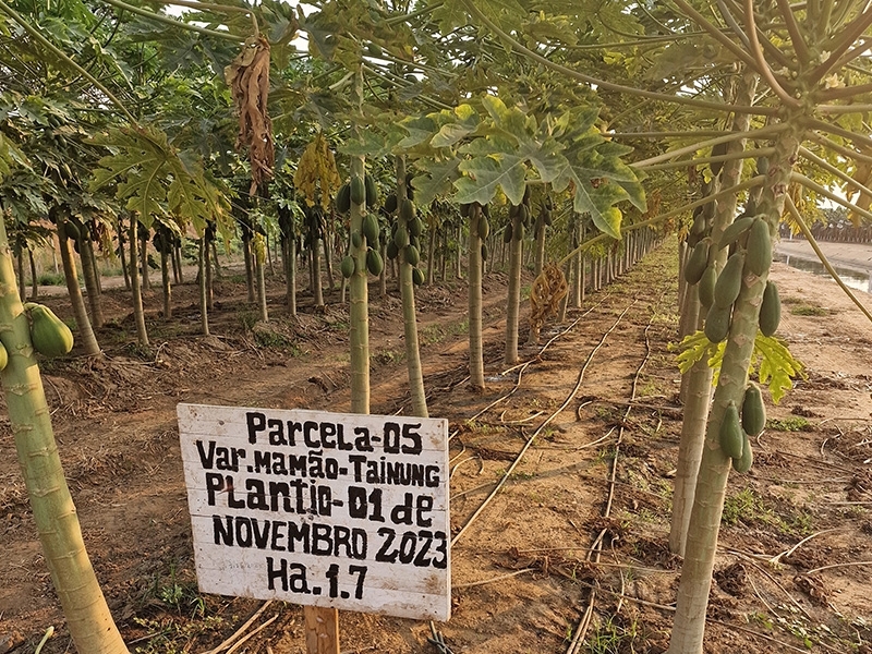 Angola parcelle de plantations