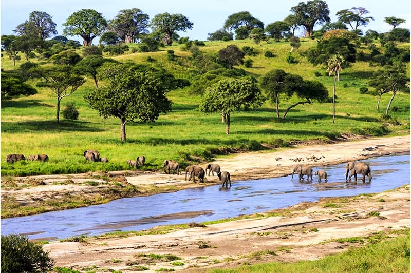 Afrique, rivière Serengeti parc national avec des éléphants, Tanzanie 