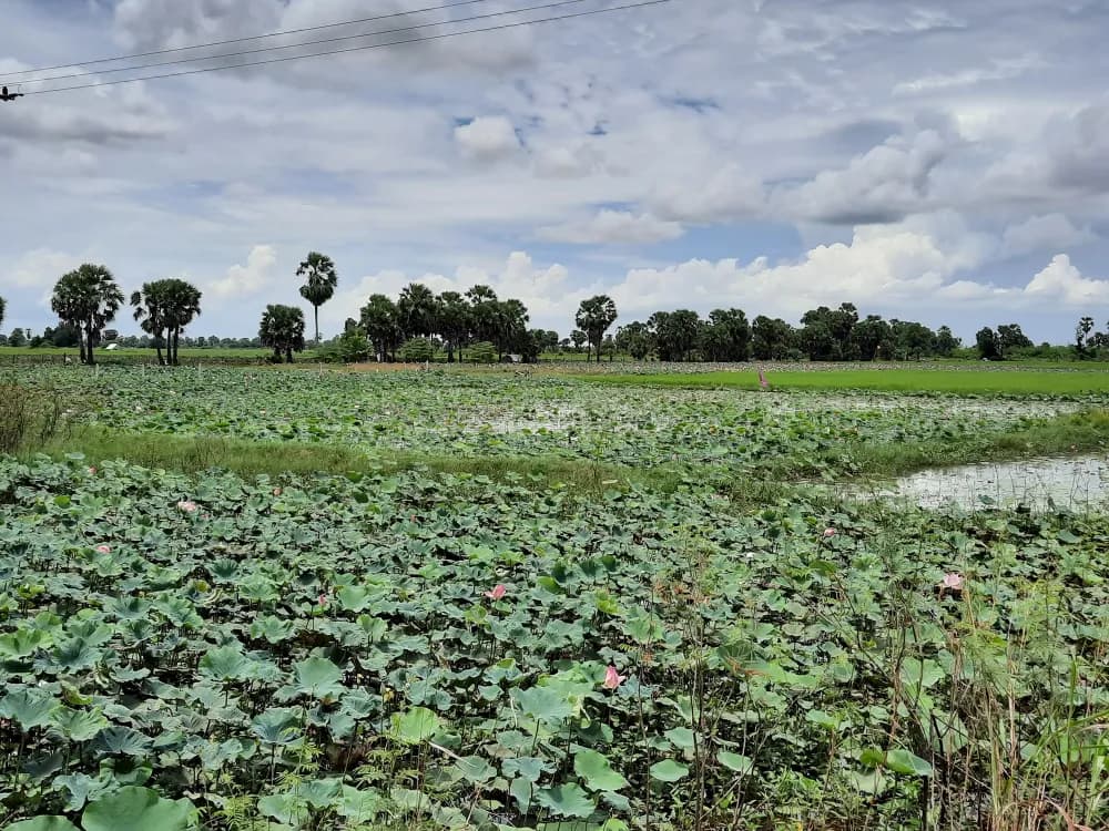Plantation