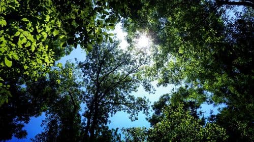 Gestion de la biodiversité et développement durable