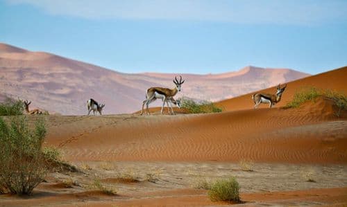 Feasibility study for community conservation in Namibia