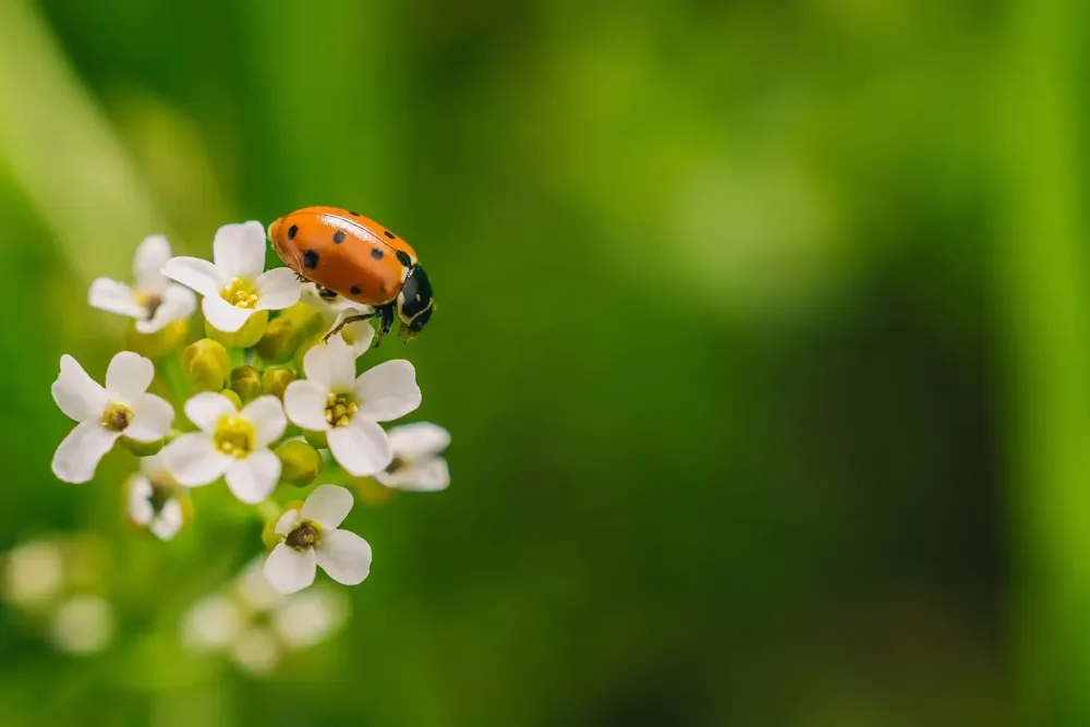 Coccinelle sur des fleurs